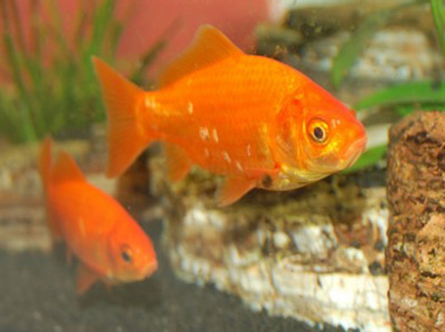 Romeo und Julia sind Goldfische