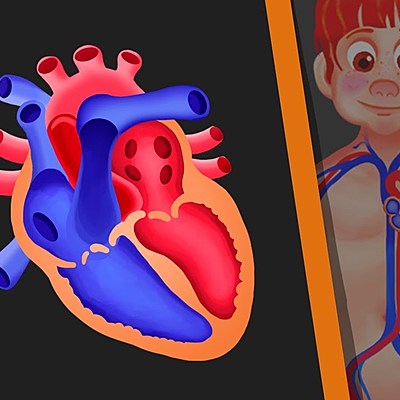 Timeline: Linea de tiempo -Sistema circulatorio-N. Yamile Barrera