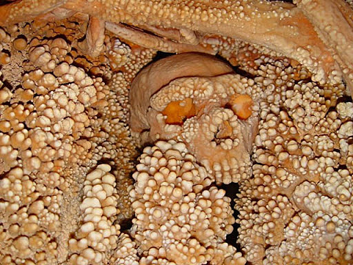 Homo di Neanderthal - Uomo di Altamura