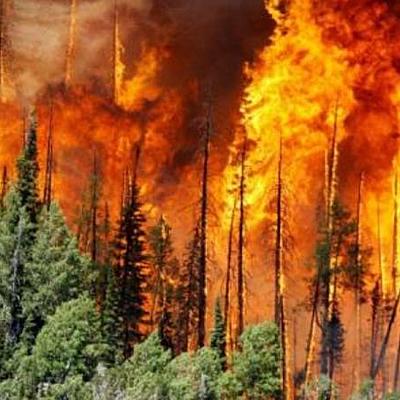 Timeline: Avance de Proyecto ( Deforestación )