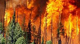 Timeline: Avance de Proyecto ( Deforestación )