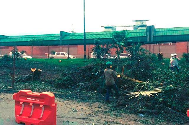 Preocupación por tala de 743 árboles entre Envigado y Sabaneta a lo largo de la Regional