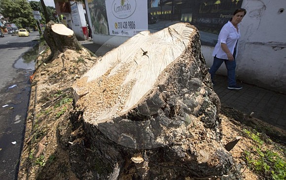 Envigado tala seis árboles por seguridad