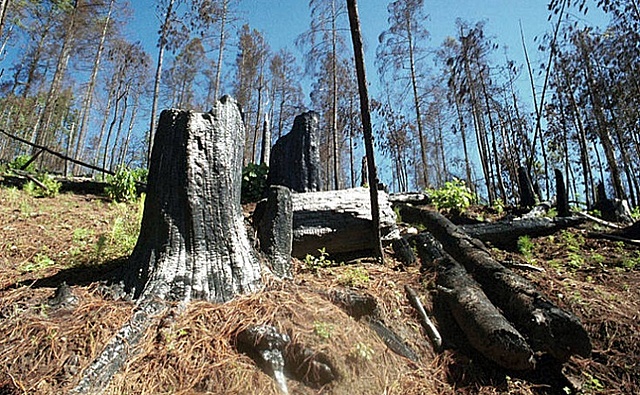 Deforestación en Colombia aumentó 44%