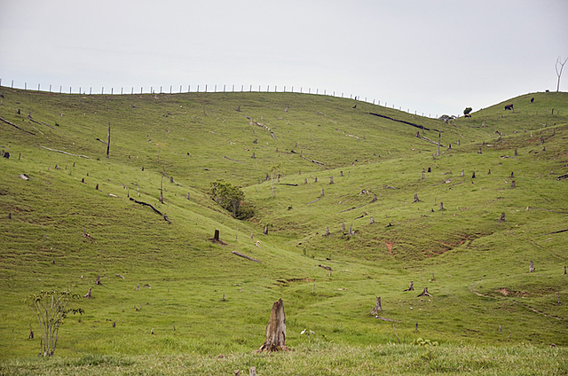 La deforestación en el mundo aumenta en la zona intertropical