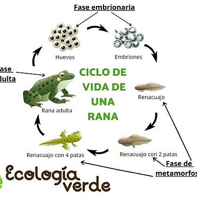 Timeline: el ciclo de vida de una rana