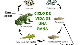 Timeline: el ciclo de vida de una rana