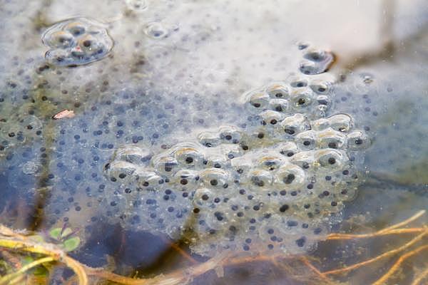 etapa embrionaria de las ranas