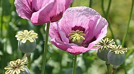 Timeline: Antecedentes históricos del opio.