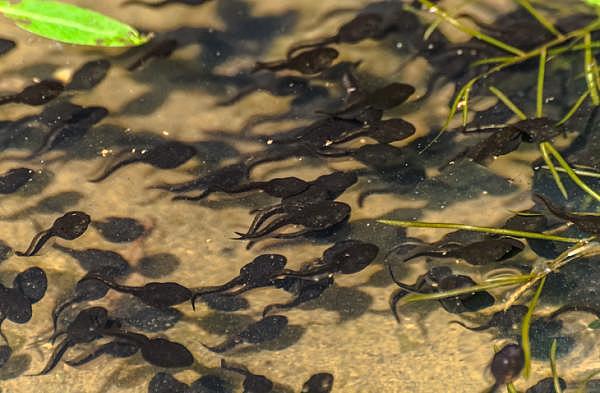 metamorfosis de la rana: del huevo al renacuajo