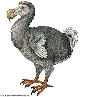 Dodo o dronte (Rapus cucullatus)