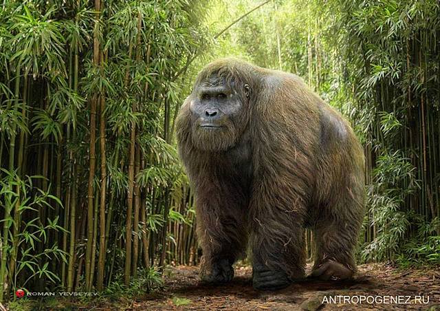 Gigantopithecus blacki
