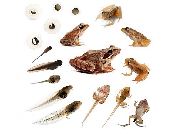 fase adulta y reproducción de la rana