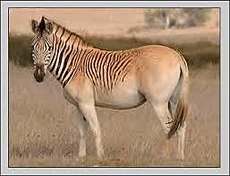 Cebra Quagga