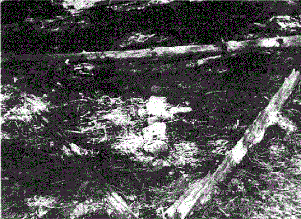 Lake Tahoe Investigations