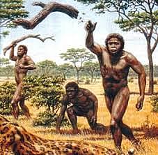 Australopithecus