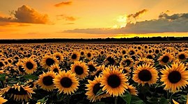 Timeline: Prenatal Timeline