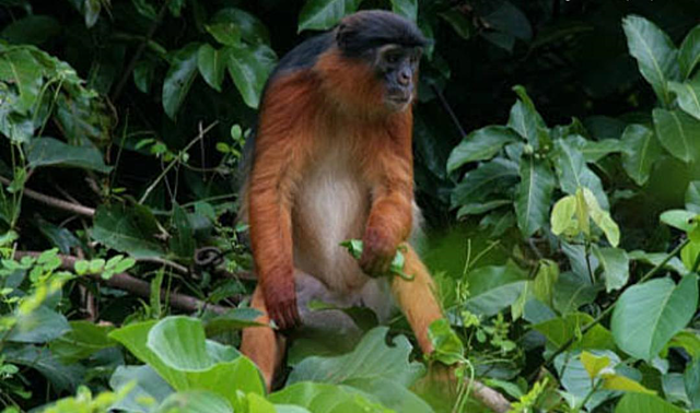 Colobo rojo de Miss Waldron