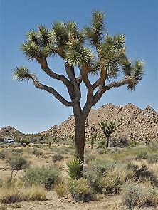 Joshua Tree