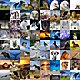 Fondos animales collage