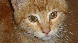 Timeline: Historia de mi hijo felino