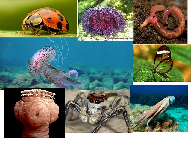 ANIMALES INVERTEBRADOS