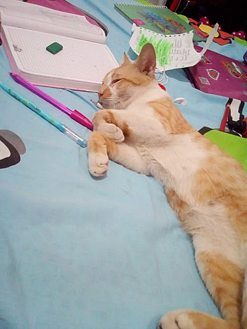 como llego a su hogar