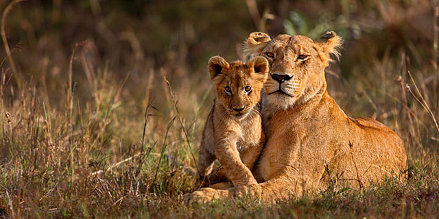 CLASIFICACIÓN DE VERTEBRADOS