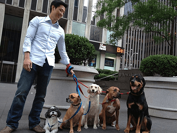 Dino bekommt einen job als Hundesitter