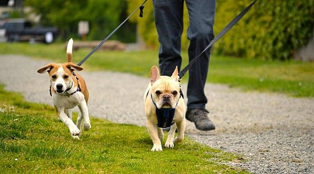 Dino sieht Hund sitzen Werbung