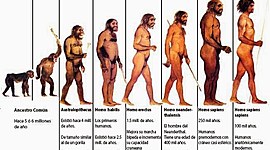 Timeline: EVOLUCION DEL HOMBRE