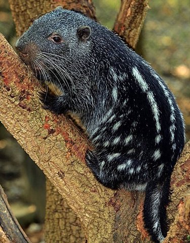 la aventura de la guagua