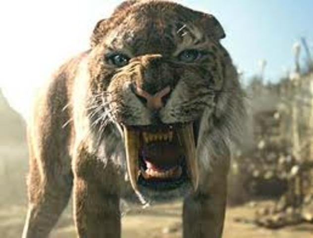Saber-toothed tigers extinct