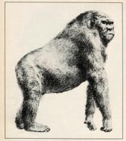 Gigantopithecus extinct