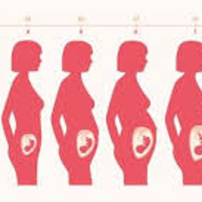 Timeline: Etapas del desarrollo embrionario