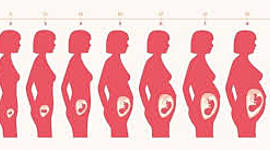 Timeline: Etapas del desarrollo embrionario