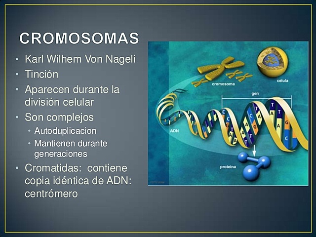 Karl Wilhelm von Nägeli - Cromosomas