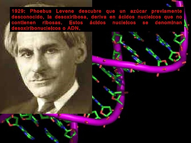 Phoebus Aaron Levene