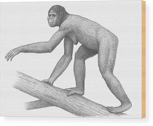 Ardipithecus 5-4 M.a