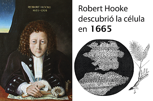 ROBERT HOOKE
