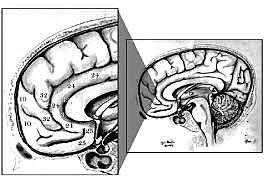 Instituto Nacional de Trastornos Neurológicos y Accidentes Cardiovasculares