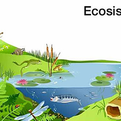 Timeline: LINEA DE TIEMPO DE LOS ECOSISTEMAS