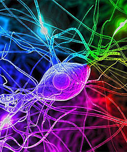 Julius Axelrod, Bernard Katz y Ulf Svante von Euler