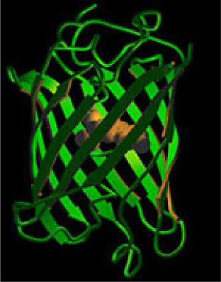 Osamu Shimomura, Martin Chalfie y Roger Y. Tsien