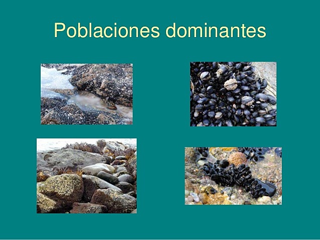 DAVID SCHINDLER Y COLABORADORES