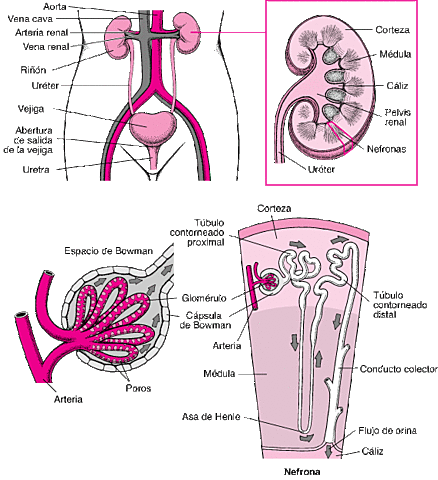 1550 A.C, Se da a conocer las enfermedades sanguíneas y urinarias.