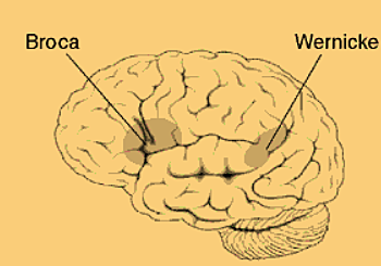 Pierre Paul Broca begins work on the link between the language and the brain