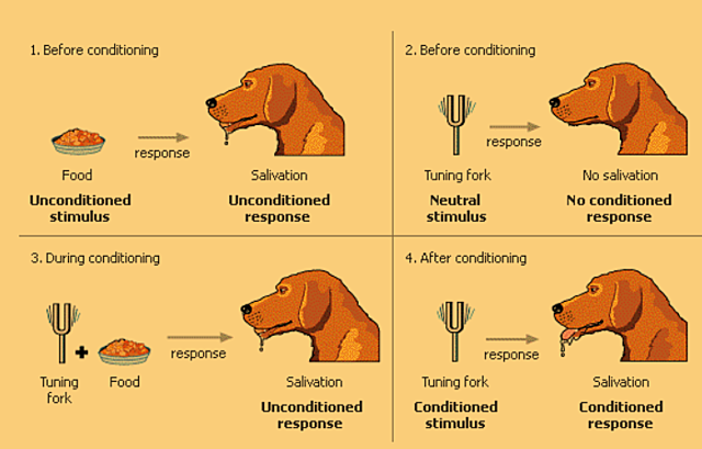 Ivan Pavlov publishes his work on classical conditioning