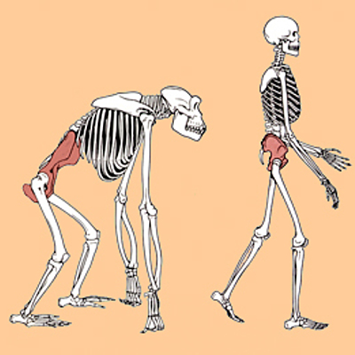 Timeline: Evolución Ser Humano