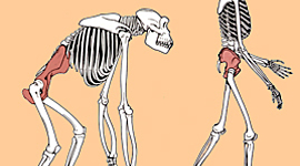 Timeline: Evolución Ser Humano